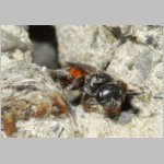 Sphecodes crassus - Blutbiene w002a 4mm - OS-Hasbergen Lehmhuegel det.jpg